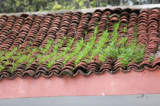 Fresh Green Grass on a roof