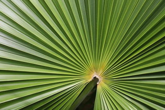 Abstract Leaf Texture