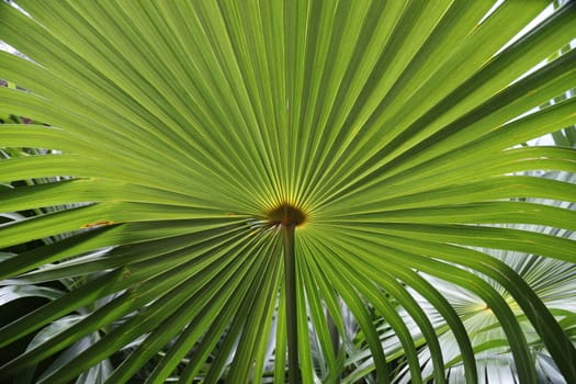 Abstract Leaf Texture
