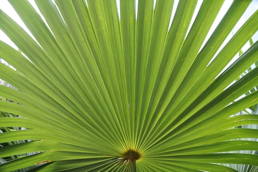 Abstract Leaf Texture
