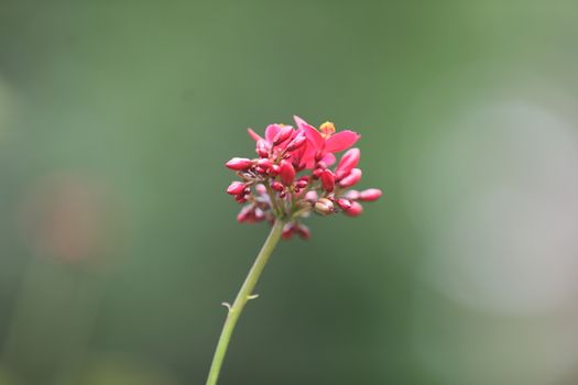 Flowers in the Garden