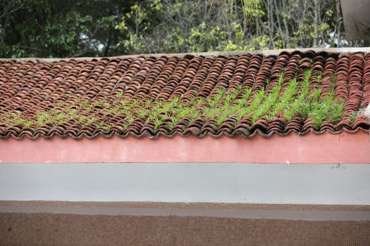 Fresh Green Grass on a roof