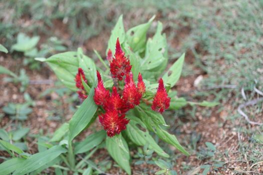 Flowers in the Garden