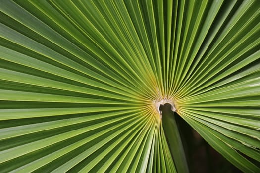Abstract Leaf Texture