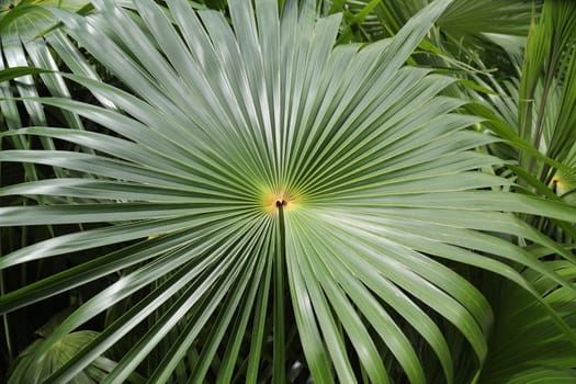 Abstract Leaf Texture