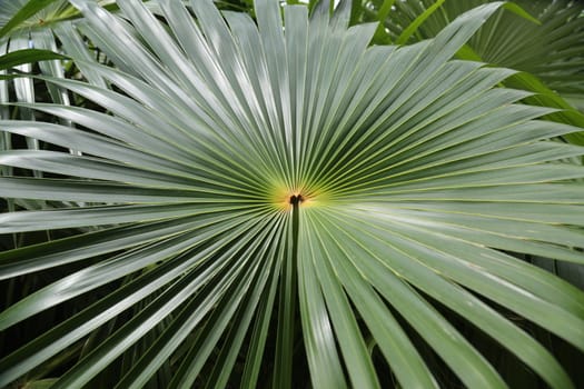 Abstract Leaf Texture