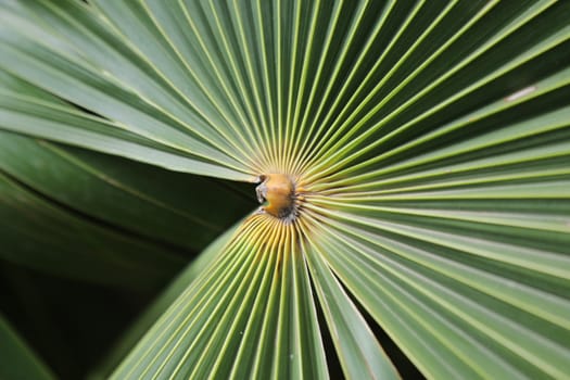 Abstract Leaf Texture