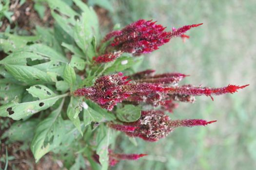 Flowers in the Garden