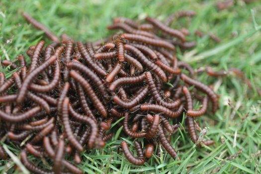 Insects Most Millipedes Coil Up