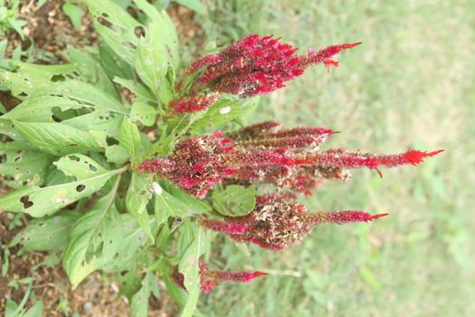 Indian Medicated Plants