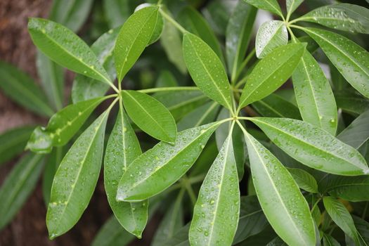 Indian Medicated Plants