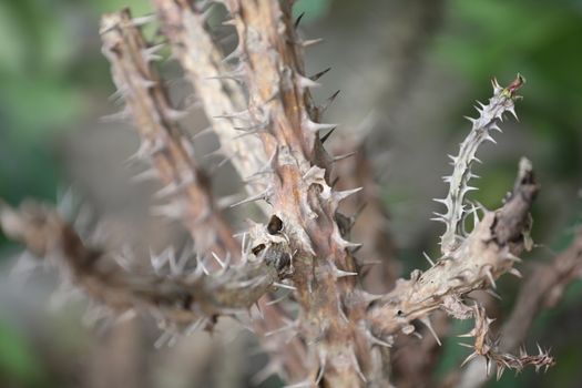 Indian Medicated Plants