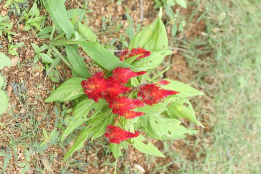 Indian Medicated Plants
