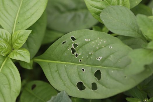 Indian Medicated Plants