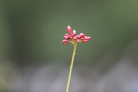 Flowers in the Garden