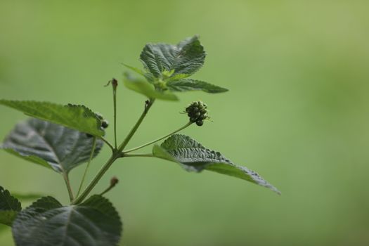 Indian Medicated Plants