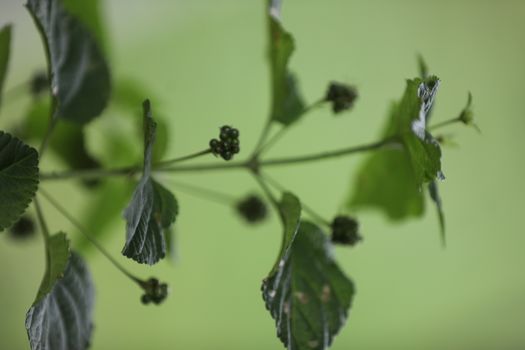 Indian Medicated Plants