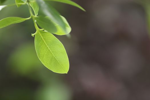 Indian Medicated Plants