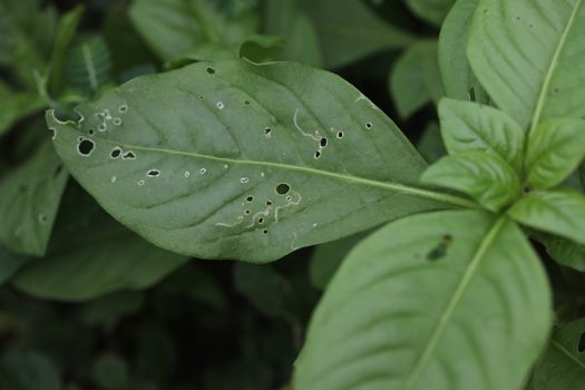 Indian Medicated Plants