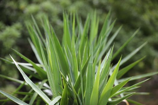 Indian Medicated Plants