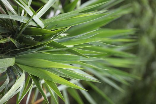 Indian Medicated Plants