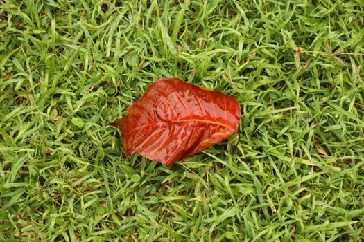 Dry Leaf Texture
