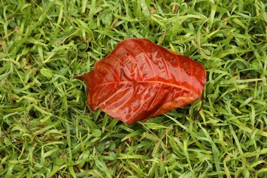 Dry Leaf Texture
