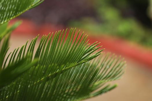 Indian Medicated Plant closeup
