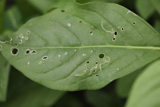 Indian Medicated Plant closeup