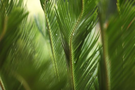 Indian Medicated Plant closeup