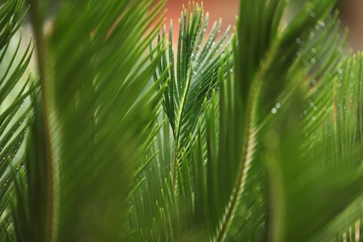Indian Medicated Plant closeup