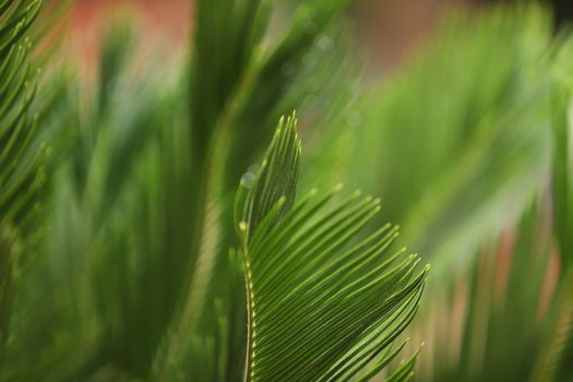 Indian Medicated Plant closeup