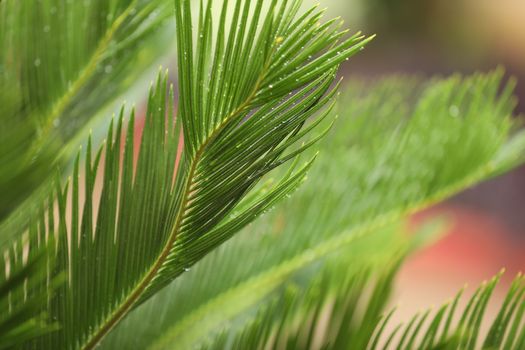 Indian Medicated Plant closeup