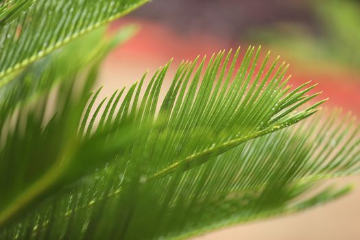 Indian Medicated Plant closeup