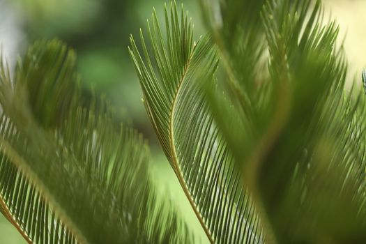 Indian Medicated Plant closeup