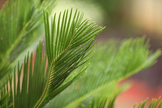 Indian Medicated Plant closeup