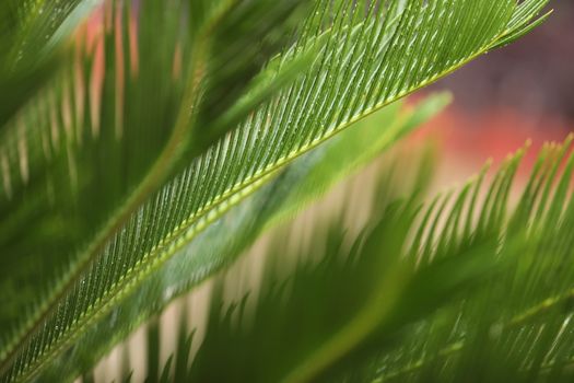 Indian Medicated Plant closeup