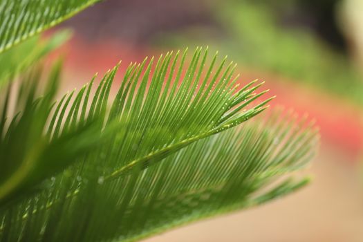 Indian Medicated Plant closeup
