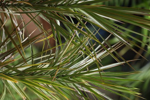 Indian Medicated Plant closeup