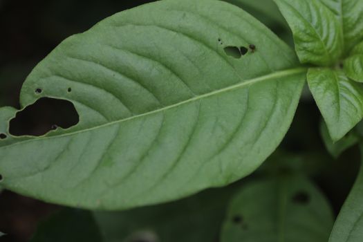 Indian Medicated Plant closeup