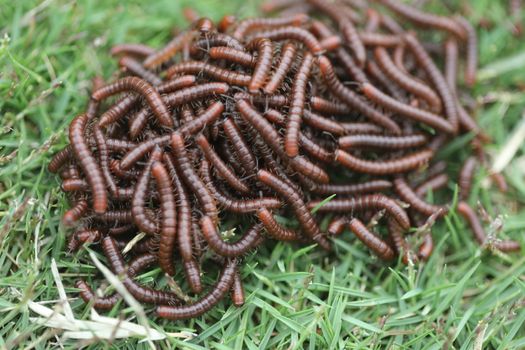 Insects Most Millipedes Coil Up