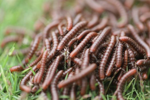Insects Most Millipedes Coil Up