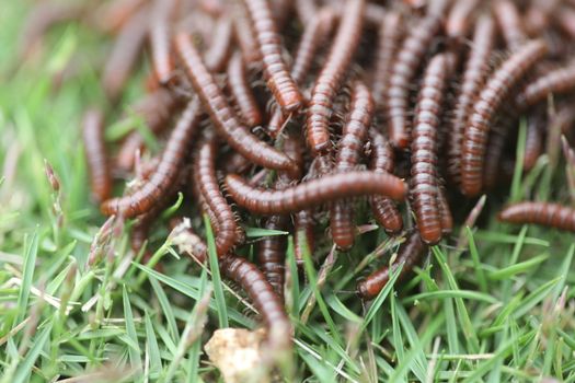 Insects Most Millipedes Coil Up