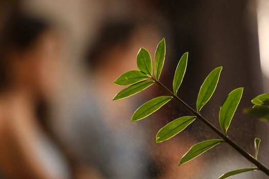 Indian Medicated Plants