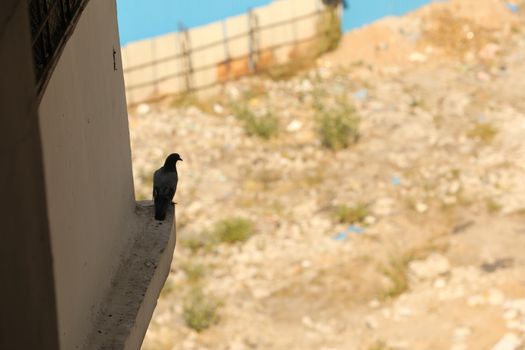 Close up of the Pigeon