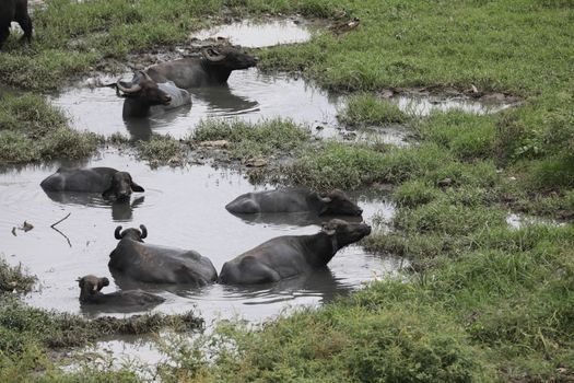 Buffalo's at rural area