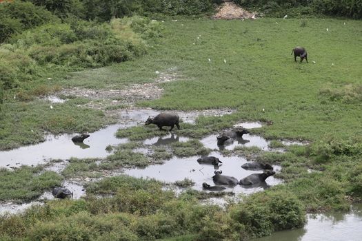 Buffalo's at rural area