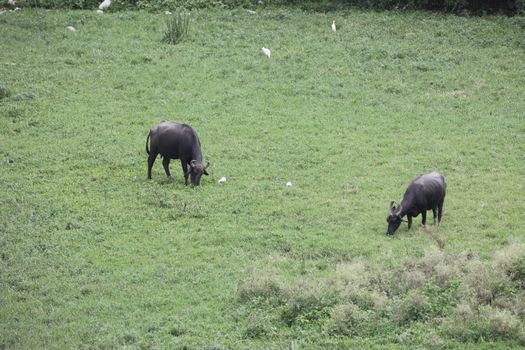 Buffalo's at rural area