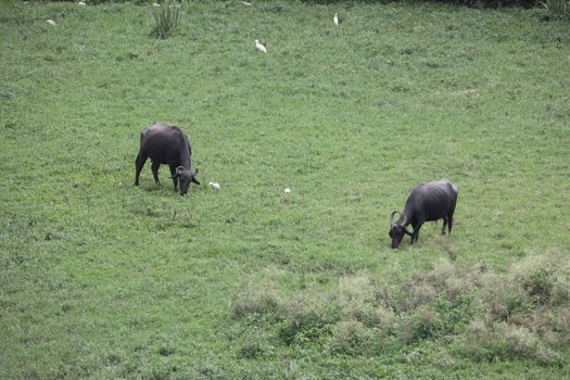 Buffalo's at rural area