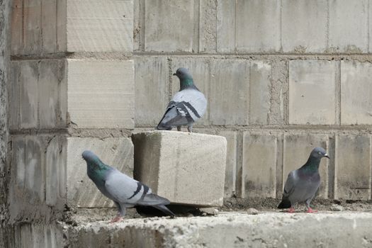Pigeon on the wall